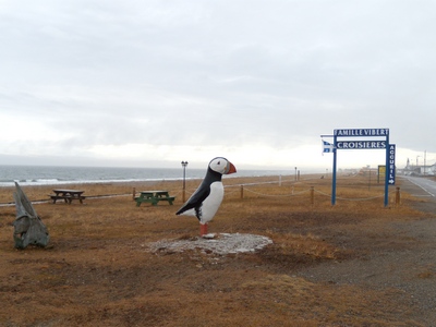 Puffin