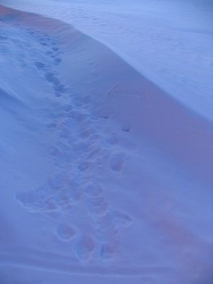 Wolf tracks