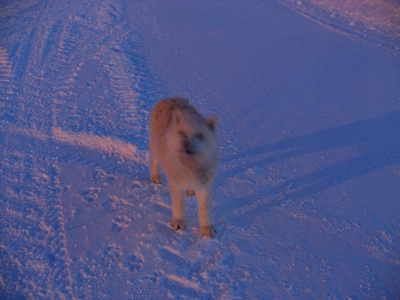 Wolf