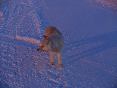 Wolf