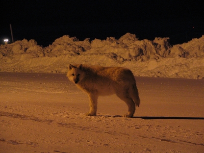 Wolf