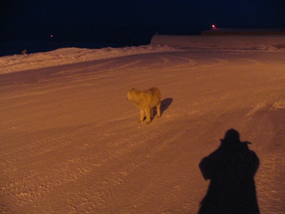 Me and the wolf
