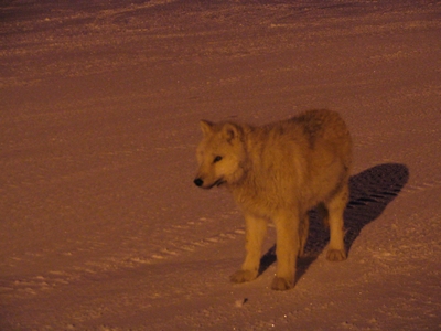 Arctic wolf