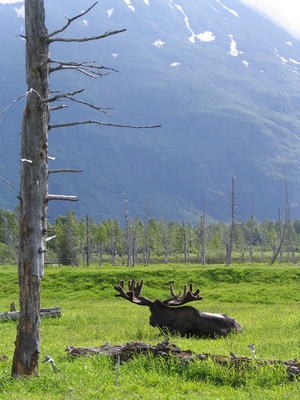 Moose in the wild