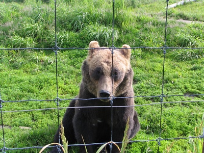 Brown bear