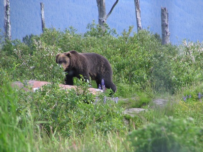 Brown bear