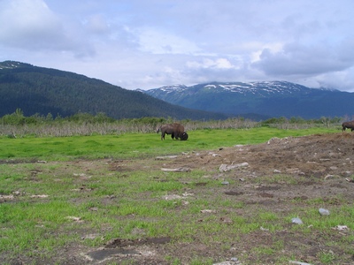 Wood Bison