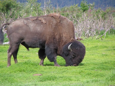 Wood Bison