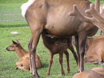 Deer