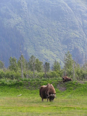 Muskox