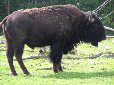 Plains Bison