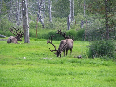 Caribou