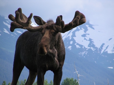 Moose