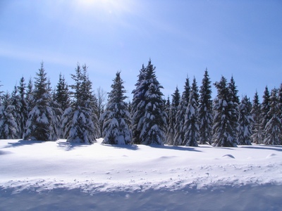 Trees