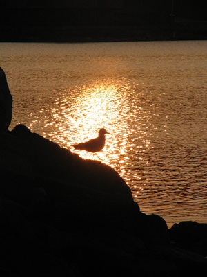 Photo by R.Tanabe