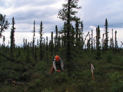 Clearing trees