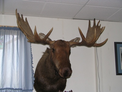 Moose head