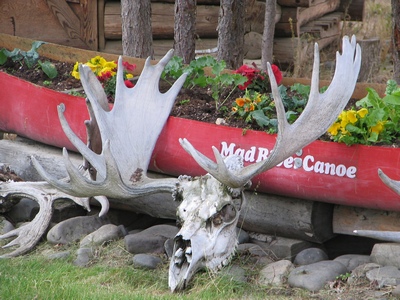 Moose skull