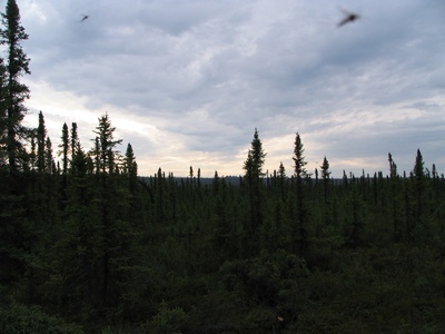 Giant mosquitos