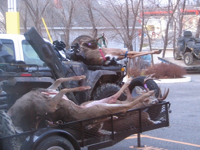 Kenora deer