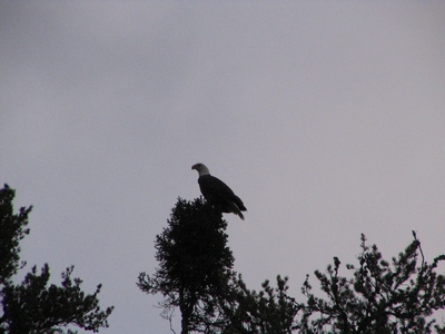 Bald Eagle