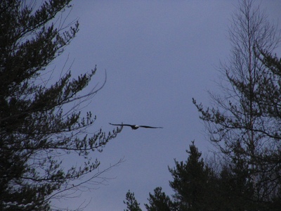 Eagle in flight