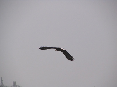 ELA eagle in flight