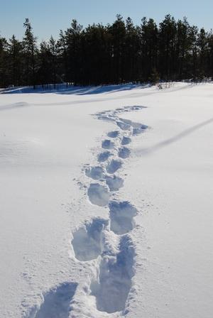 Footprints