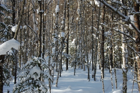 The woods