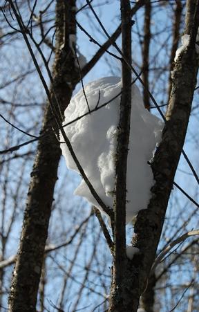 Snow in tree