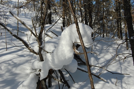 Snow creature