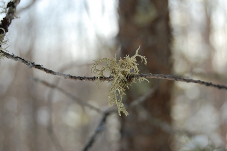 Moss