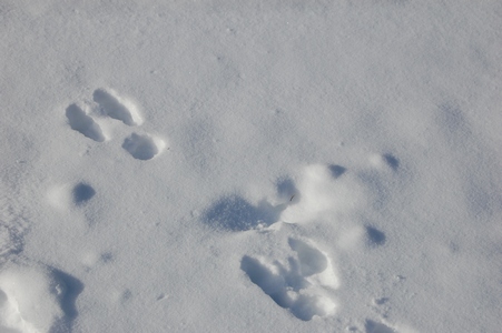 Tracks