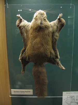 Flying squirrel