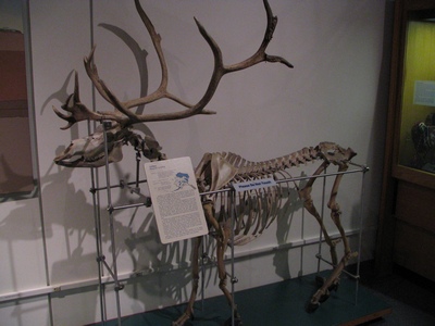 Caribou skeleton