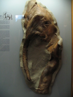 Wolly mammoth baby