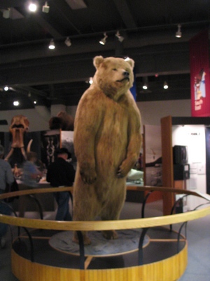 Brown bear