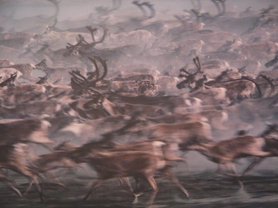 Stampede