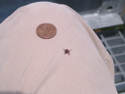 tick
