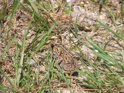 Toad