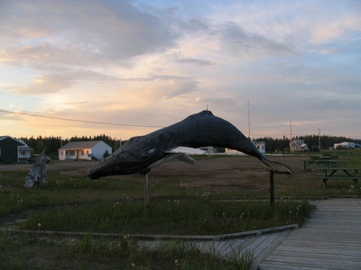 Humpback