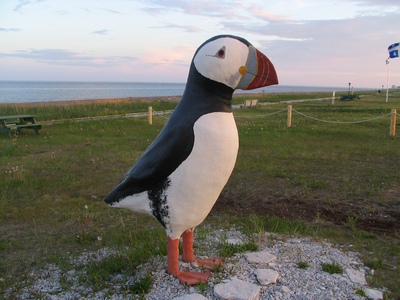 Puffin