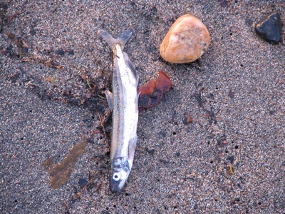 Washed ashore