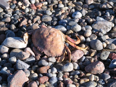Crab