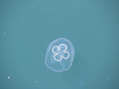 Jellyfish