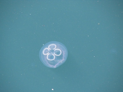 Jellyfish