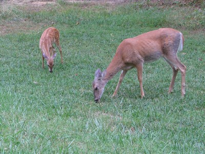 Kentucky deer