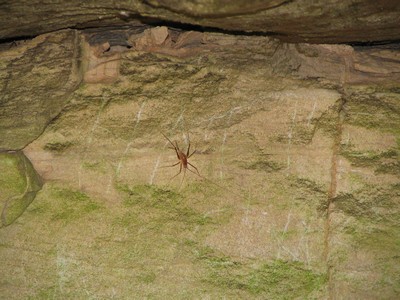 Cave cricket