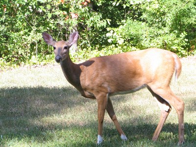 Kentucky deer