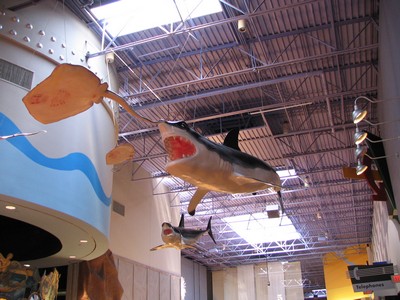 Sharks in the sky